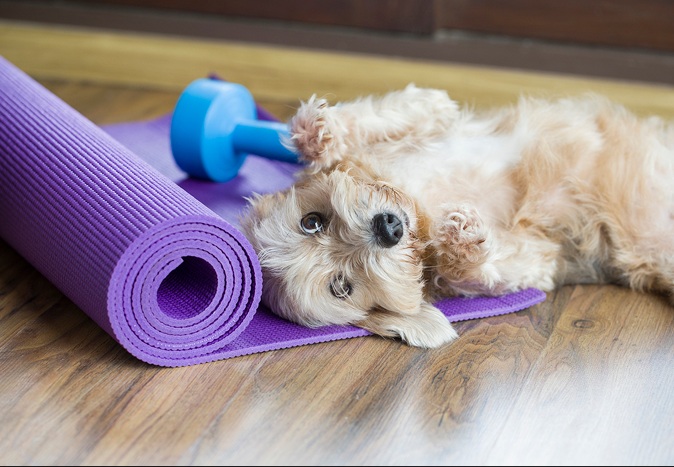 Osteopathie und Physiotherapie Hunde Behandlung Dorsten Logo 3