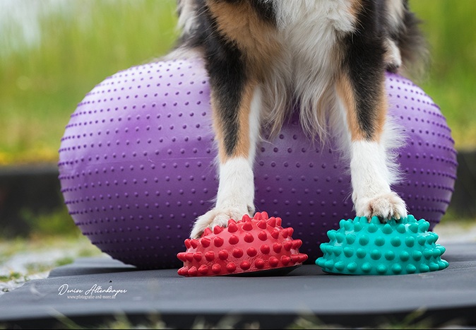 Osteopathie und Physiotherapie Hunde Behandlung Dorsten Logo 2