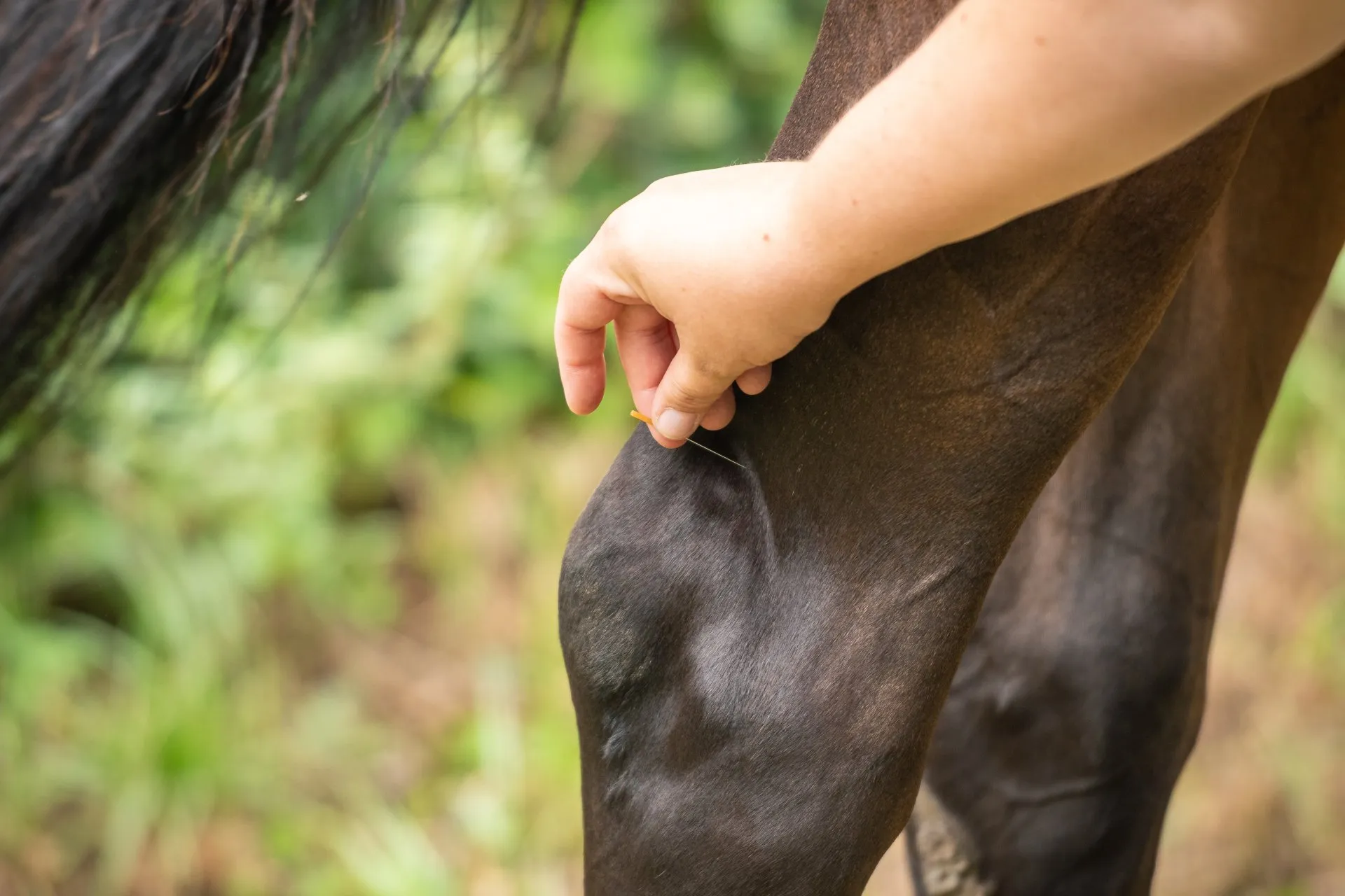 Osteopathie und Physiotherapie Hunde Behandlung Dorsten Einzelbild_aku_1