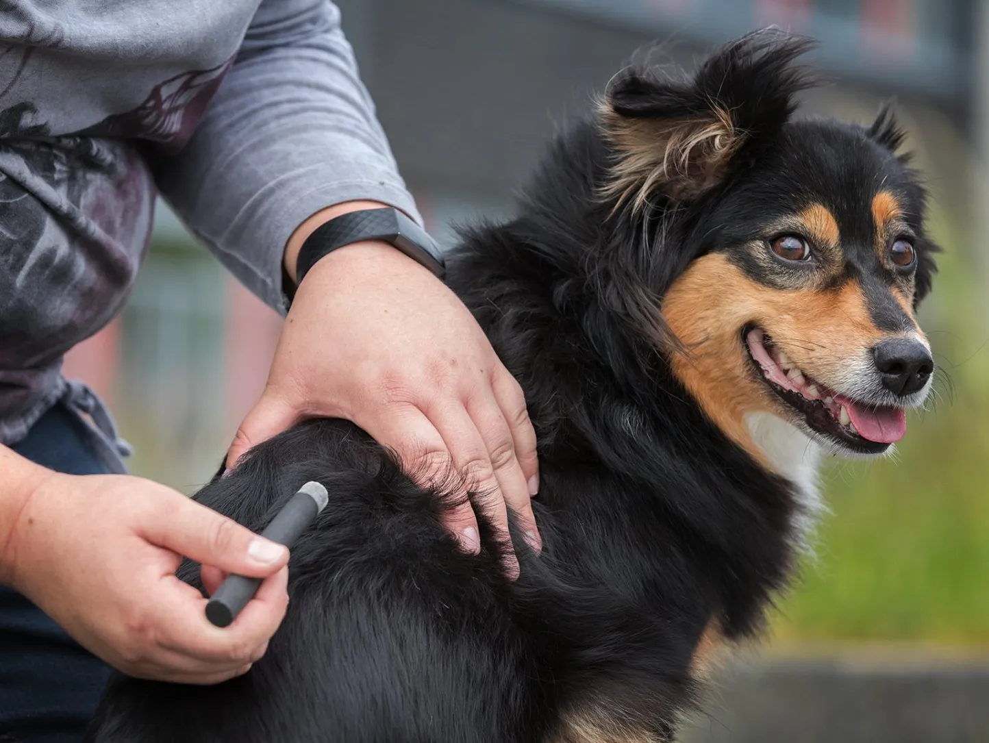 Osteopathie und Physiotherapie Hunde Behandlung Dorsten Einzelbild_aku_2