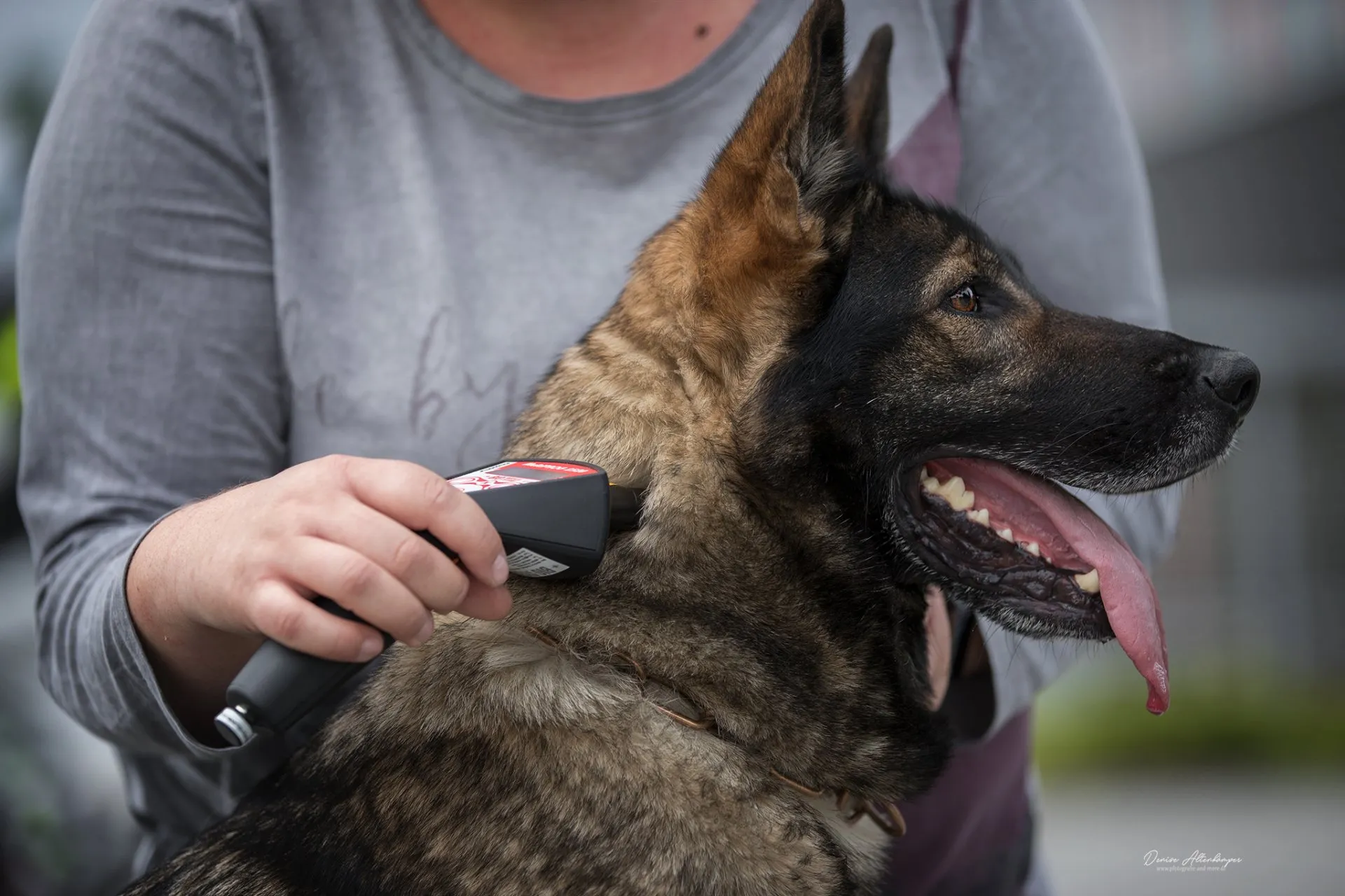 Osteopathie und Physiotherapie Hunde Behandlung Dorsten Einzelbild_aku_3