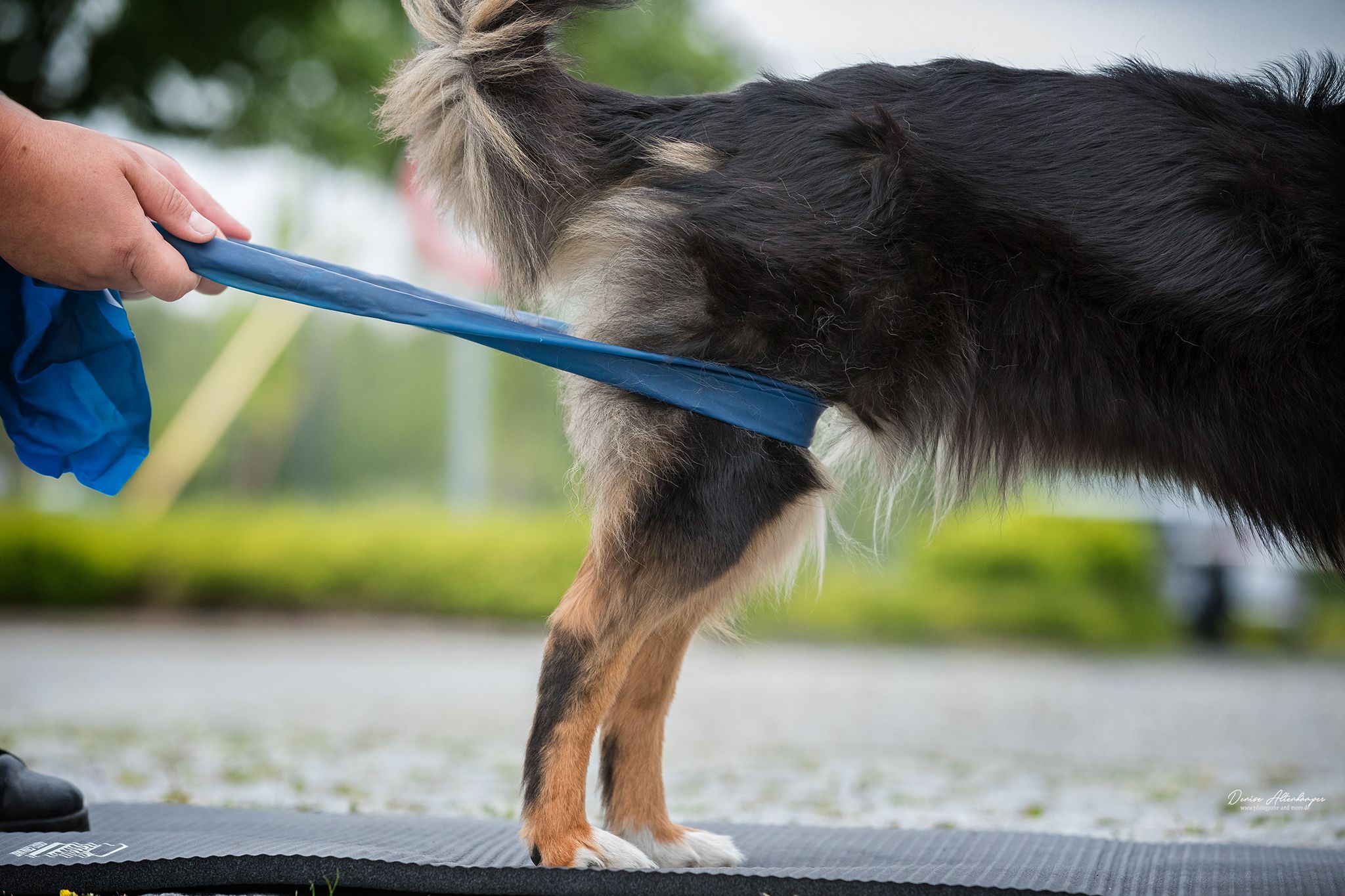Osteopathie und Physiotherapie Hunde Behandlung Dorsten Logo 4