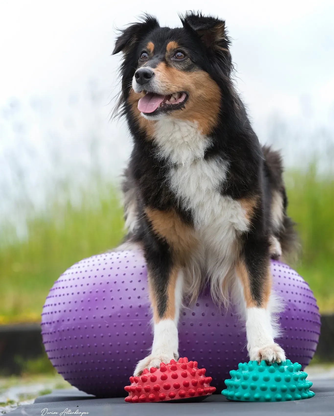 Osteopathie und Physiotherapie Hunde Behandlung Dorsten Einzelbild_phy_1