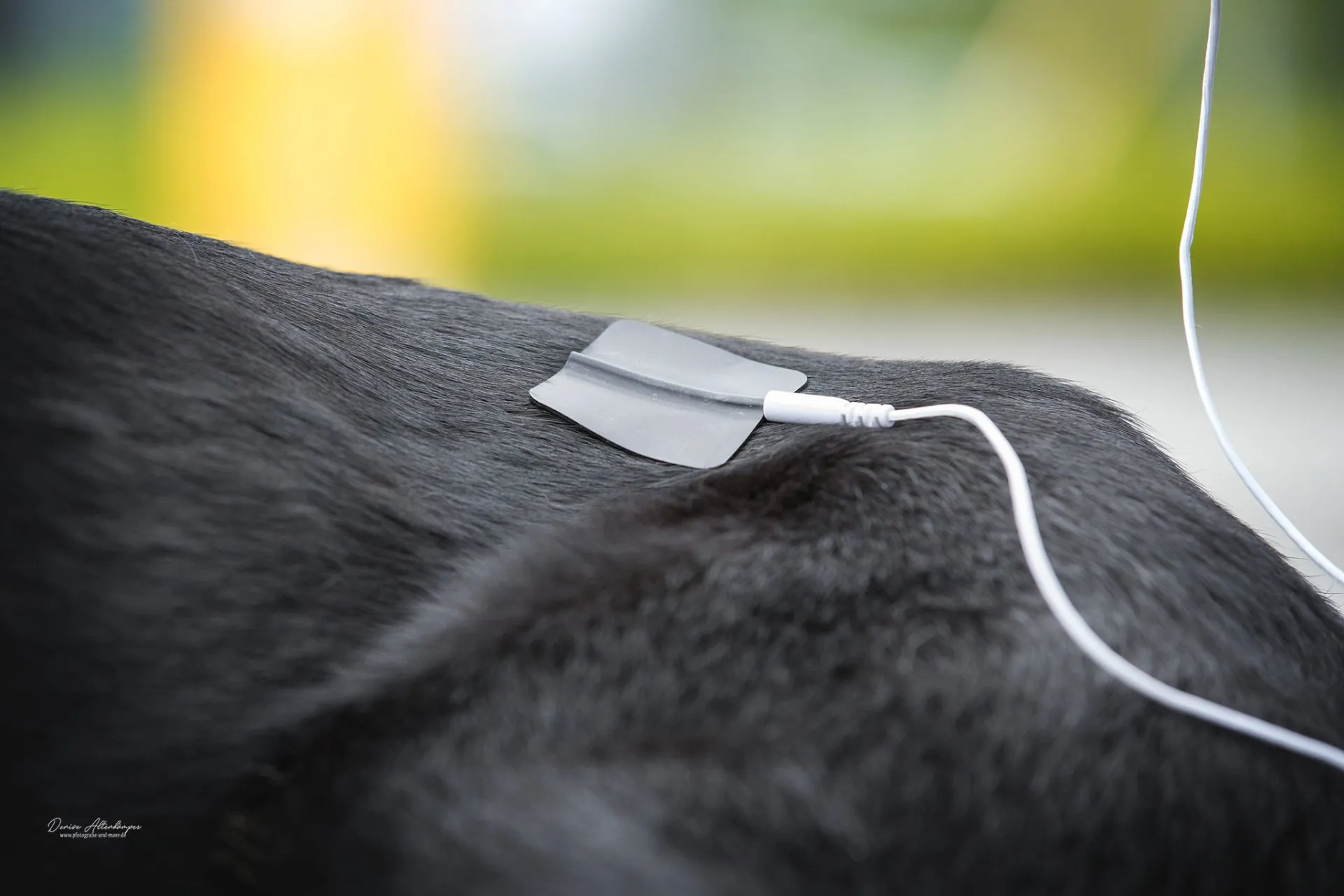 Osteopathie und Physiotherapie Hunde Behandlung Dorsten Einzelbild_phy_3