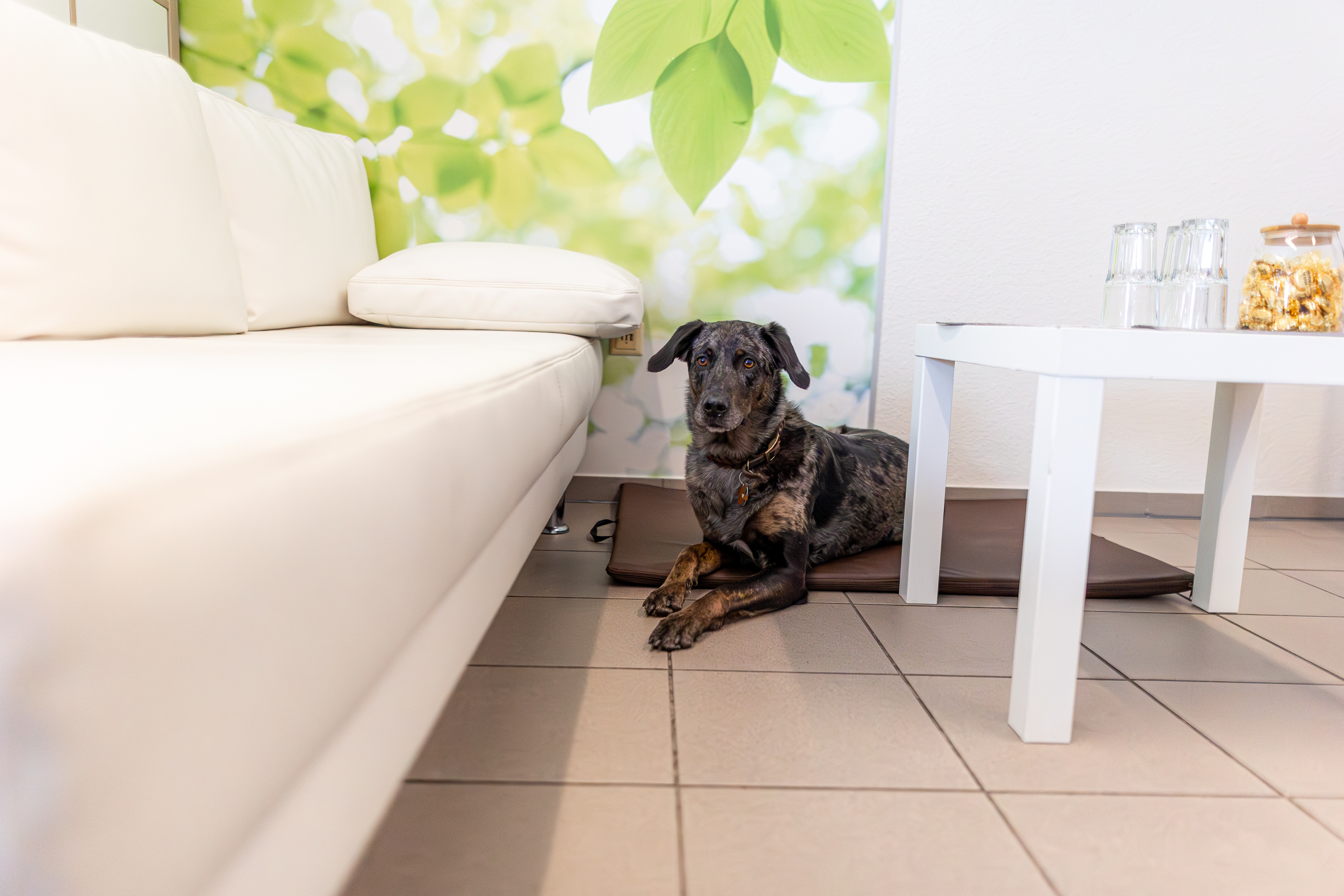 Osteopathie und Physiotherapie Hunde Behandlung Dorsten Bild 5