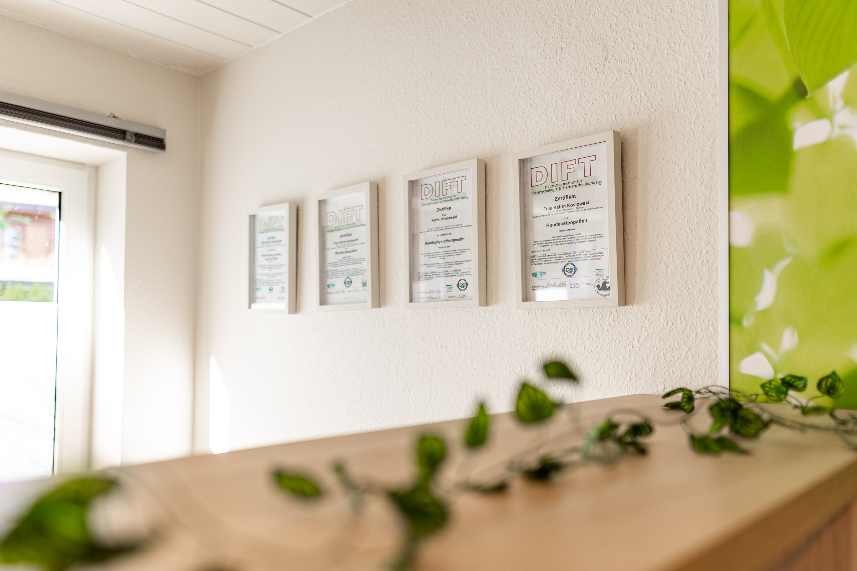 Osteopathie und Physiotherapie Hunde Behandlung Dorsten Bild 3