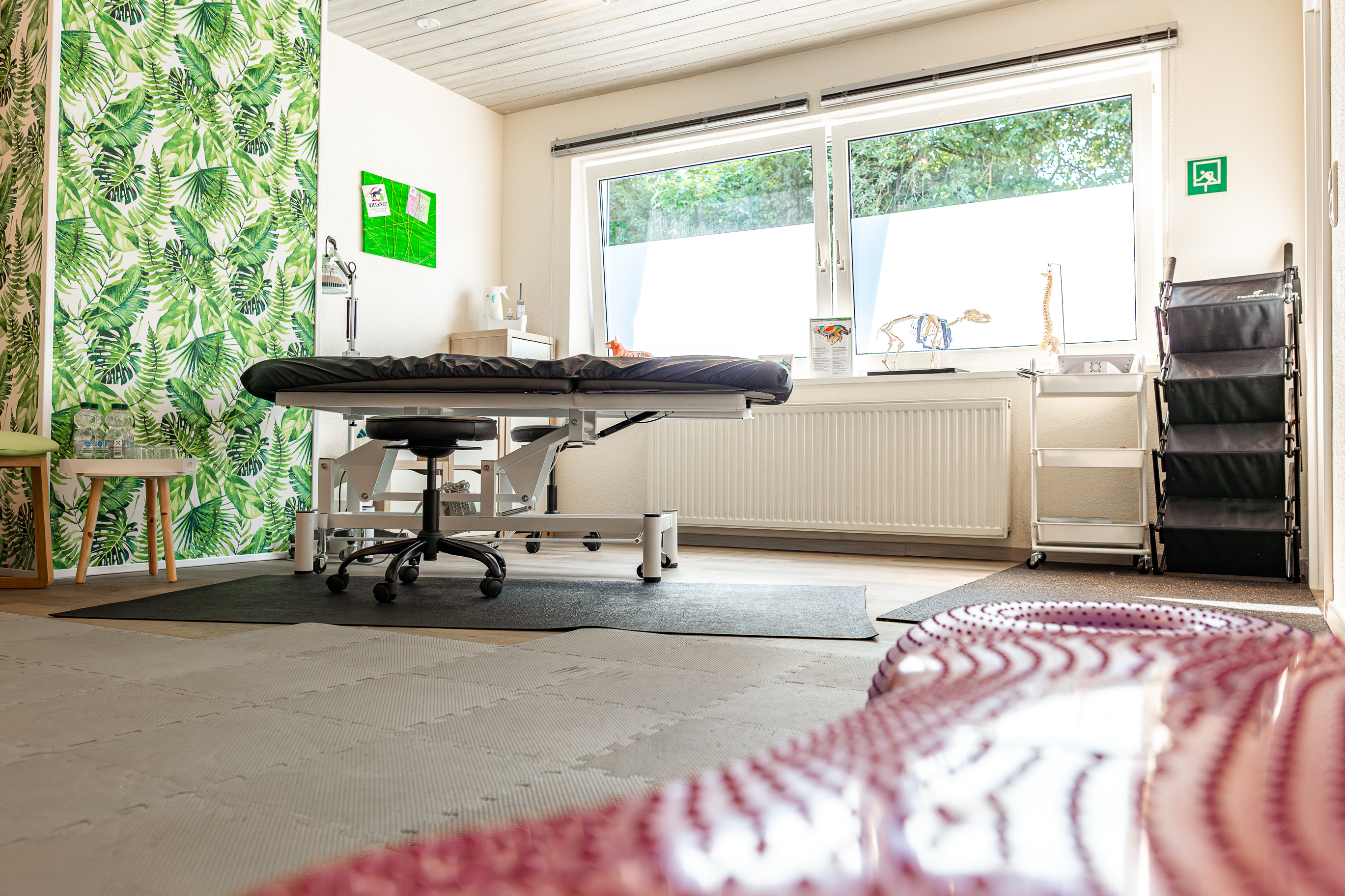 Osteopathie und Physiotherapie Hunde Behandlung Dorsten Bild 1